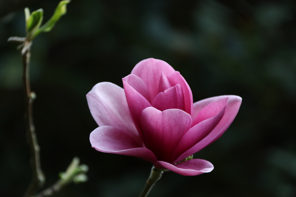 Roseanne x Black Tulip